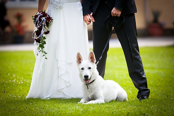 Hochzeitsfotografie Barockschloß Oberlichtenau: Tierischer Begleiter