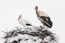 Pressefotograf - Die ersten Störche sind aus Afrika zurück und sicherlich nicht sonderlich übers Winterwetter amüsiert